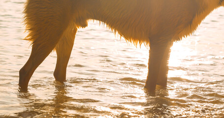 CLOSE UP, SILHOUETTE: Wet brown dog stands in shallow seawater in golden light of a setting sun...