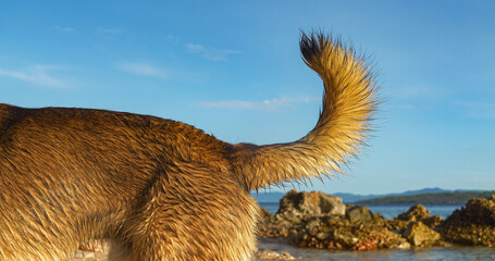 CLOSE UP: Dogs tail by the seaside, with wet fur glistening in warm sunlight. Scenic background features ocean, rocks, and clear blue sky, capturing a moment of adventure and playfulness at the beach.