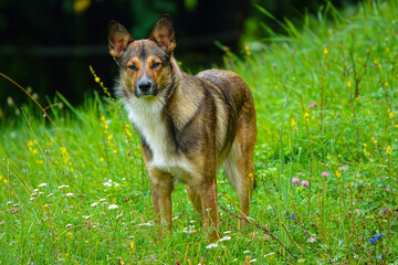 PORTRAIT: Alert mixed breed dog standing in green grass and colourful wildflowers. Beautiful meadow with blooming flowers and a cute brown doggo in attentive posture. Pleasant dog walks in spring.