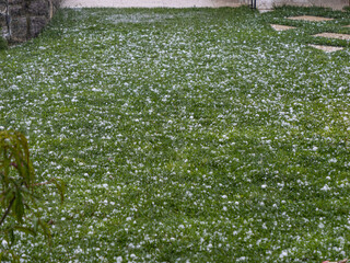 CLOSE UP: Severe summer hailstorm covers green lawn with numerous hailstones. Thunderstorm...