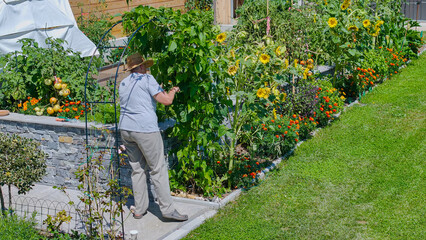 AERIAL: Elderly female gardener tending to thriving veggies in a raised garden. The lush garden is...