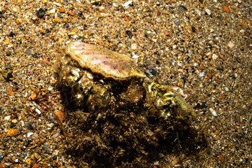 Close up image of Pedinae - Mimachlamys varia in its natural habitat