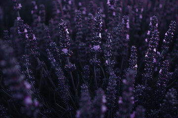 A vast lavender field in full bloom under a clear sky