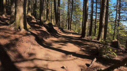 Bright Sunny Day Hiking in the Woods POV