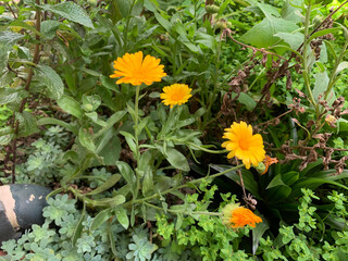 Garden flowers of Bogota city