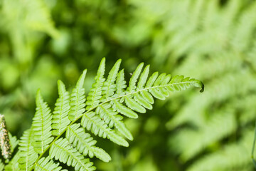 Close-up of wild fern plants in forest. Green nature background.