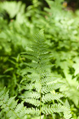 Close-up of wild fern plants in forest. Green nature background.
