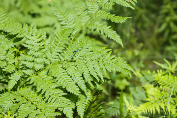 Close-up of wild fern plants in forest. Green nature background.