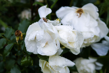 Rain drops on the petals of a white rose flowers in a summer garden.