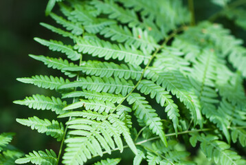 Close-up of wild fern plants in forest. Green nature background.