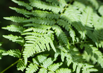 Close-up of wild fern plants in forest. Green nature background.