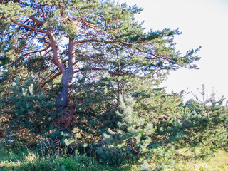 Beautiful landscape on a summer day in Latvia. Nature in the countryside.