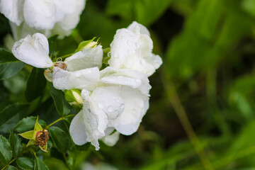Obraz premium Rain drops on the petals of a white rose flowers in a summer garden.