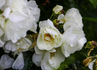 Rain drops on the petals of a white rose flowers in a summer garden.