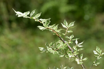 ニシキギ　散斑