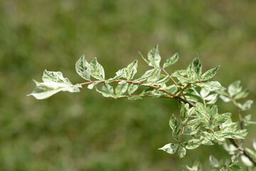ニシキギ　散斑