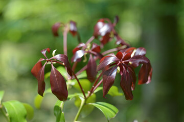 斑入りシキミの黒芽
