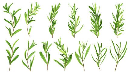 Collection of fresh rosemary sprigs isolated on white background for culinary use	
