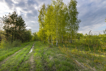 spring landscape with bright sunlight, peaceful nature in the evening light