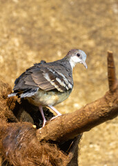 Malayan Partridge (Arborophila campbelli) - Commonly Found in Southeast Asia