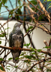 Superb Fruit Dove (Ptilinopus superbus) - Commonly Found in Australasia- Commonly Found in Southeast Asia