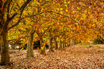 Paisaje oto&ntilde;al