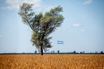 Campo argentino