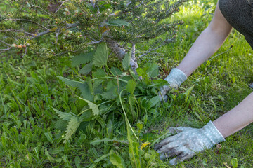 Naklejka premium A woman wearing gardening gloves weeds a small coniferous tree surrounded by a variety of greenery, including nettles and dandelions, on a manicured lawn.