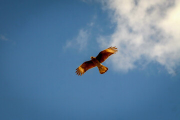 Chimango en vuelo