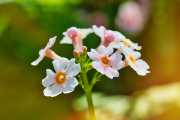 Delicate White and Pink Flowers