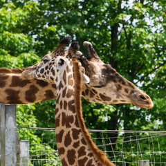 Daddy and baby giraffe showing affection