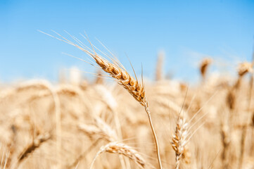 Estate, grano e papaveri