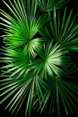Green tropical palm leaves against a dark background, casting shadows and creating a vibrant, lush appearance. Poster and banner