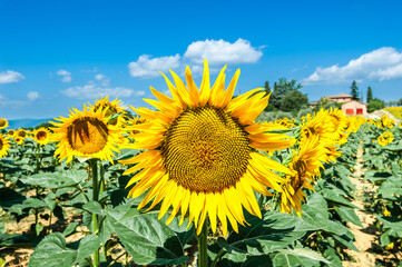 Fototapeta premium Girasole