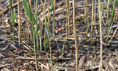 viper in reeds