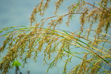 Cymbopogon nardus (Serai wangi, citronella grass, Andropogon nardus). It is the source of an...