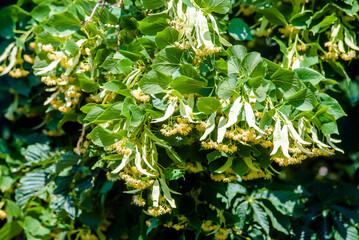 Branches of a flowering lime tree taken close up
