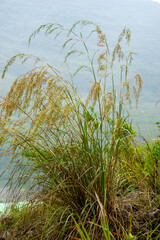Naklejka premium Cymbopogon nardus (Serai wangi, citronella grass, Andropogon nardus). It is the source of an essential oil known as citronella oil, which is widely used for its natural insect-repelling properties