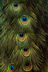 Close-up view of peacock's feathers, nature's penchant for perfect balance and symmetry even in its...