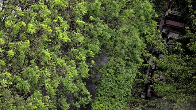 Pluie battante sur la rue qui longe le cimeti&egrave;re et feuilles d'un arbre agit&eacute;es par le vent