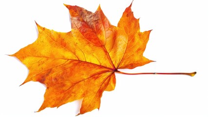Isolated Autumn maple leaf on white background Foliage of the Fall season