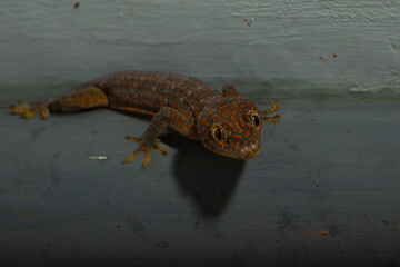 dark-skinned tokay gecko on grey housing wall, crawl to search for food