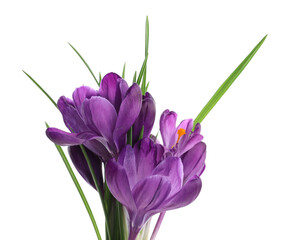 Beautiful purple crocus flowers on white background