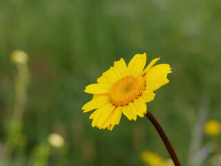 Coleostephus myconis