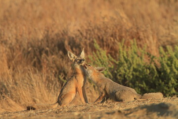 Grooming