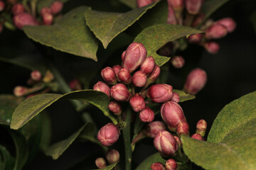 natural green lemon macro photo