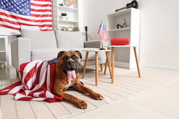 Boxer dog with USA flags at home