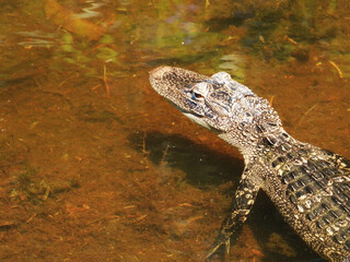 A baby Florida Alligator in the lake