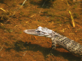 A baby Florida Alligator in the lake