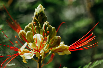 Erythrostemon gilliesii known also as bird of paradise. Exotic red flower with yellow petals, stamens. Summer nature Wild flower Caesalpinia gilliesii